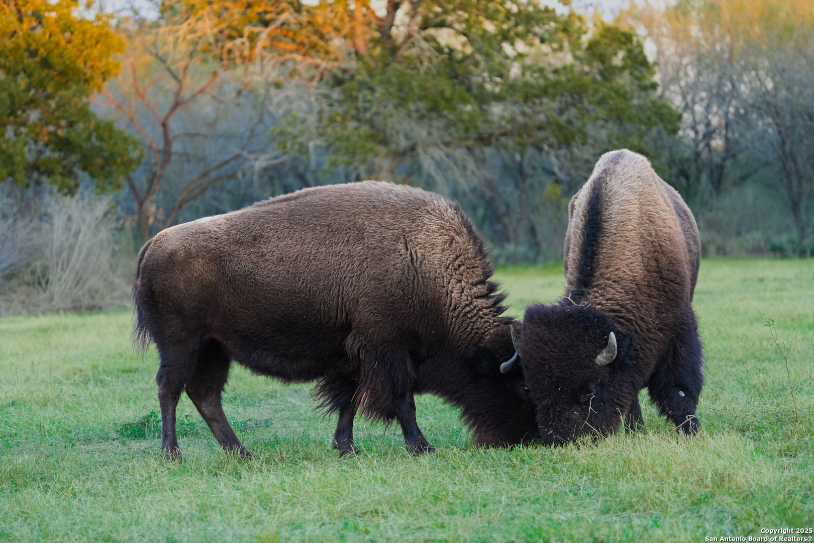 11190 Jarratt Road Atascosa, TX 78002 - Photo 11 of 29