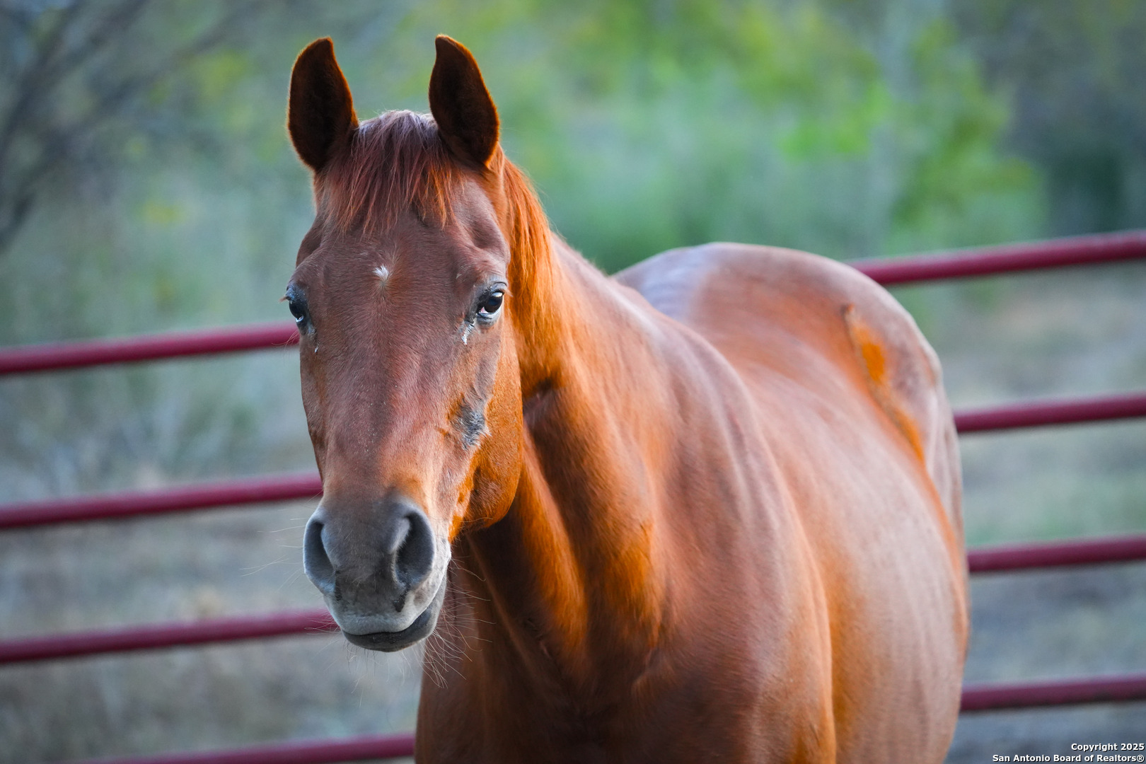 11190 Jarratt Road Atascosa, TX 78002 - Photo 12 of 29