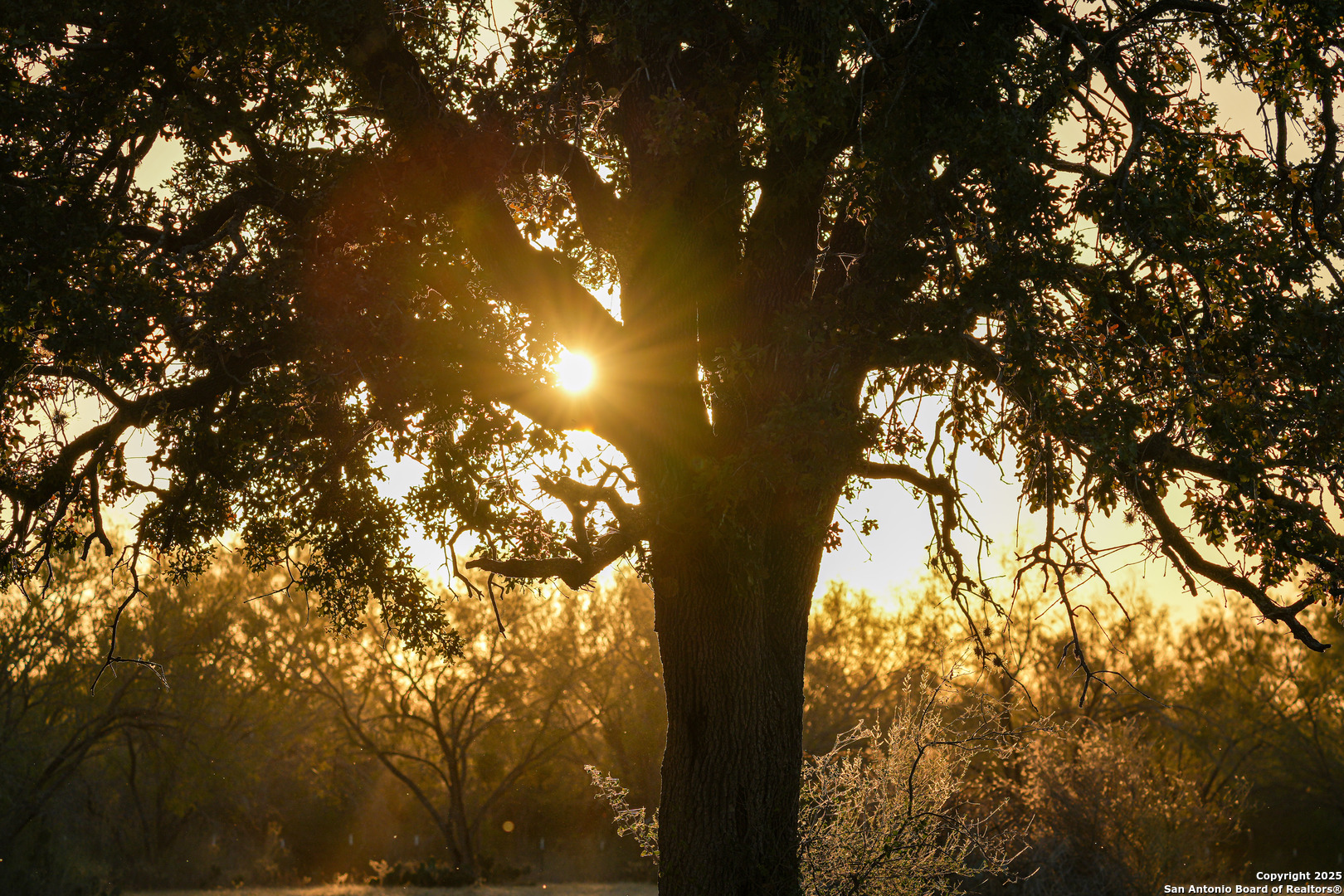 11190 Jarratt Road Atascosa, TX 78002 - Photo 19 of 29