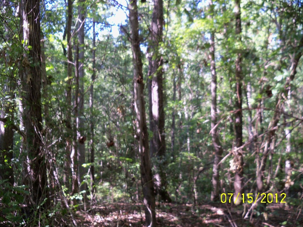 -burginville R Burginville Road Buena Vista, GA 31803 - Photo 6 of 6 a picture of tree