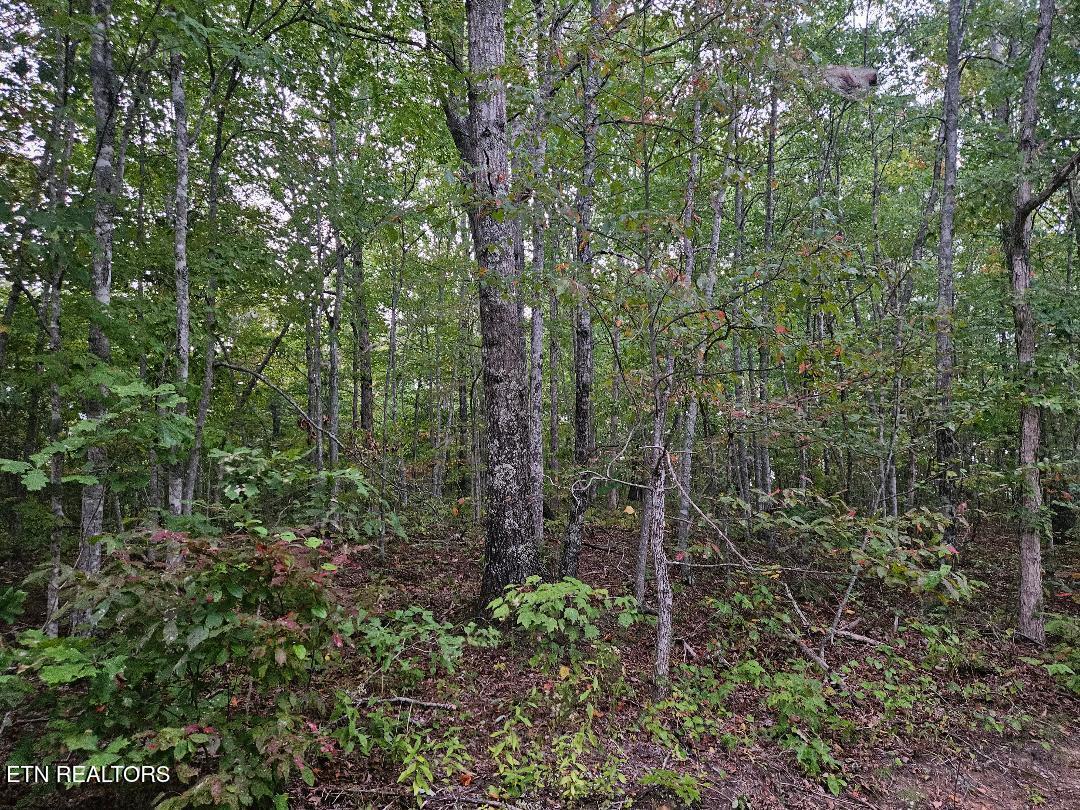 Sells Cemetery Road Wilder, TN 38589 - Photo 5 of 10 thumbnail (5)
