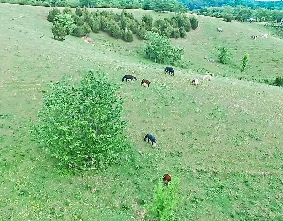 38-acres Lonesome Pine Road Bybee, TN 37713 - Photo 20 of 22 massey 16