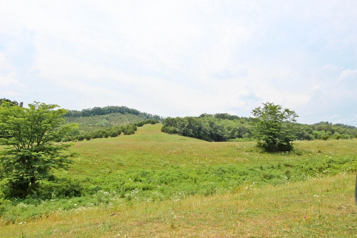 38-acres Lonesome Pine Road Bybee, TN 37713 - Photo 6 of 22 IMG_4754