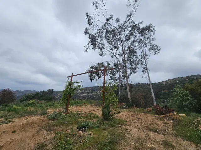 a view of a dirt road with large trees