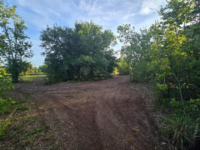 a view of a forest with trees in the background