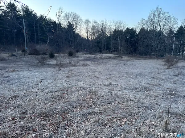 a view of a dry yard with trees