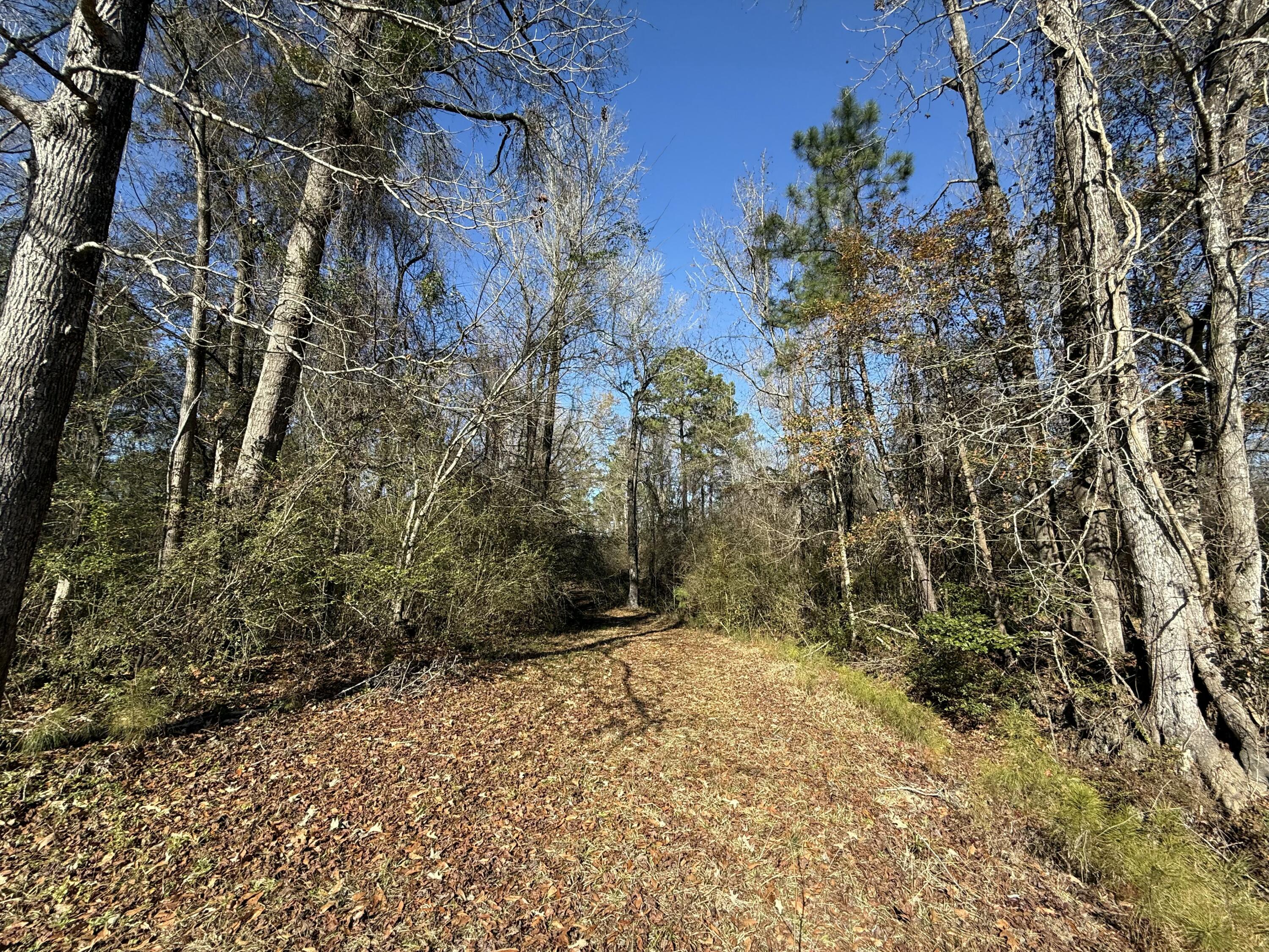 0 Cameron Drive Ridgeville, SC 29472 - Photo 8 of 13 IMG_1197