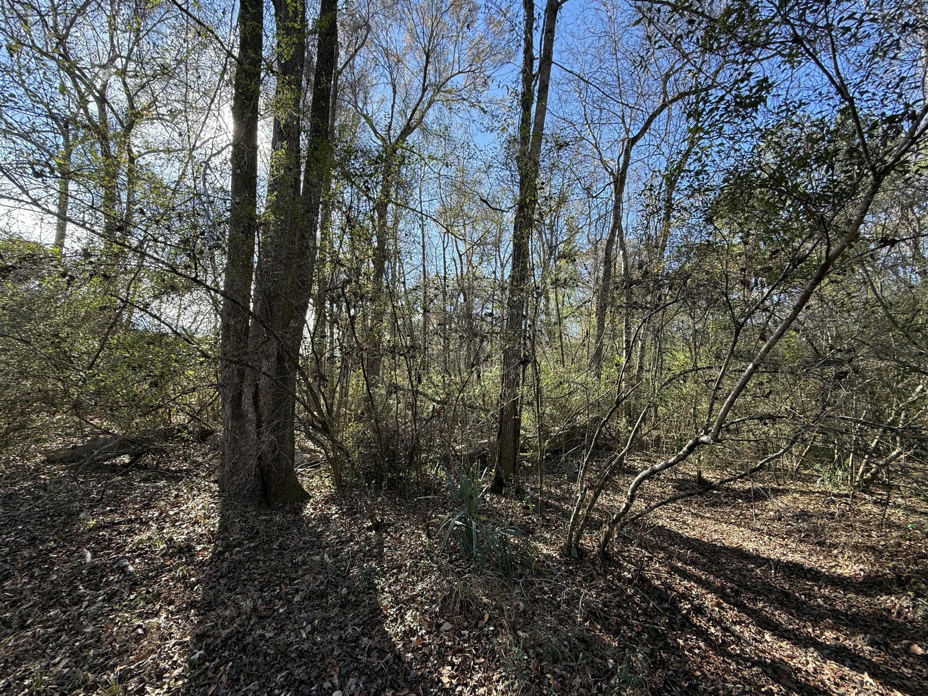0 Cameron Drive Ridgeville, SC 29472 - Photo 10 of 13 IMG_1198