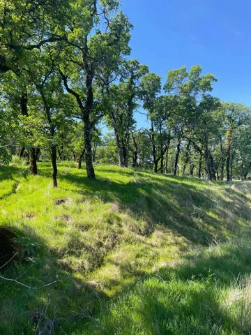 a view of a park with large trees