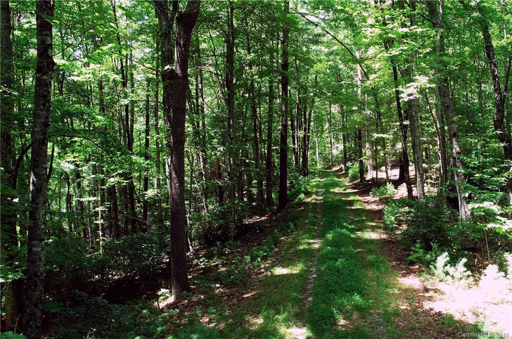 Lot 14 Reserve Road, Unit 14R Pisgah Forest, NC 28768 - Photo 4 of 26 a view of forest