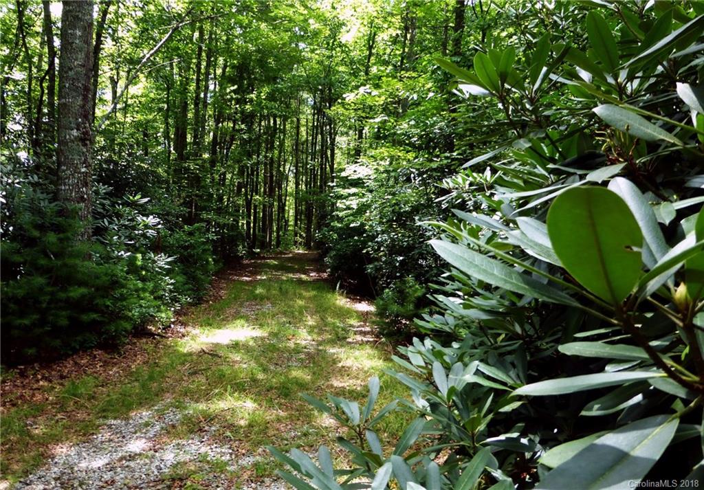 Lot 14 Reserve Road, Unit 14R Pisgah Forest, NC 28768 - Photo 5 of 26 a plant with lots of trees