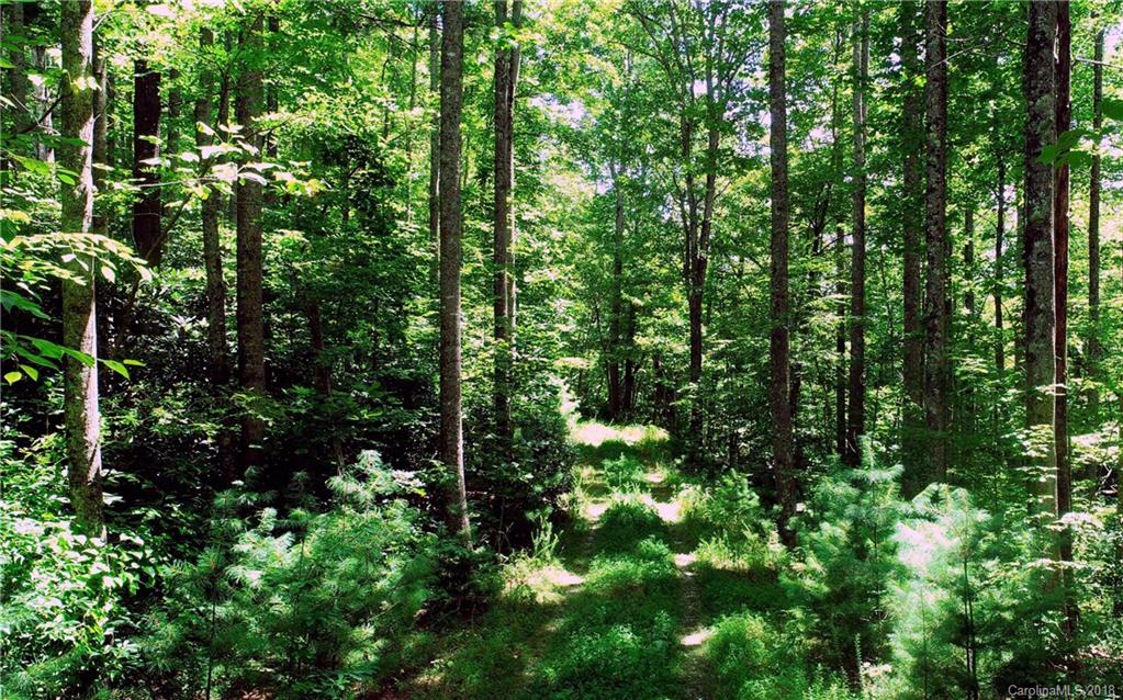 Lot 14 Reserve Road, Unit 14R Pisgah Forest, NC 28768 - Photo 7 of 26 a view of forest