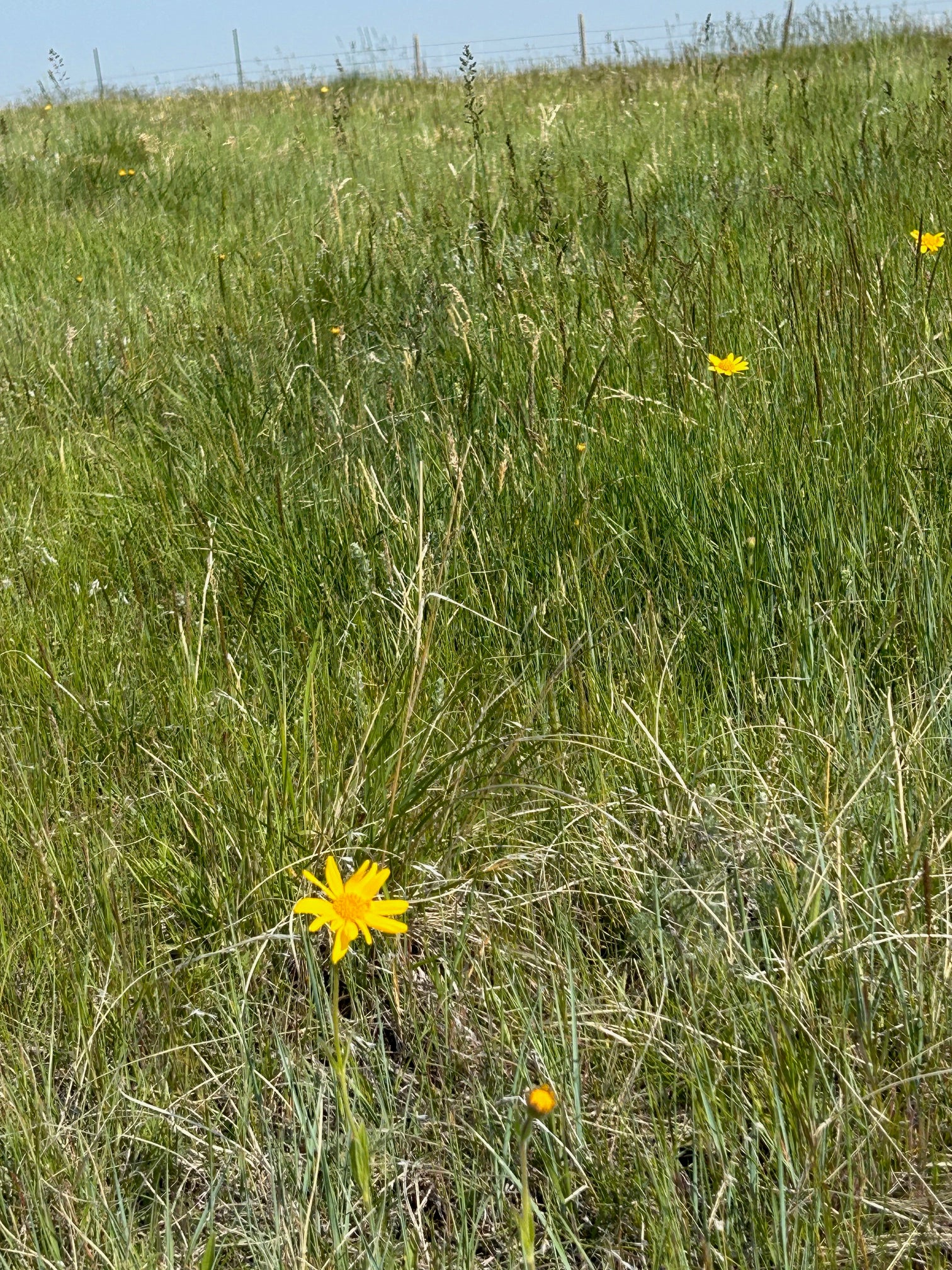 Tbd U Bet Road Buffalo, MT 59418 - Photo 2 of 7 Gallery Image 2
