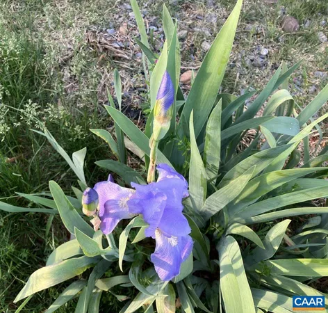 a close up of a flower in a garden