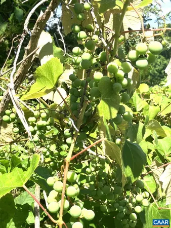 $1,675,000 | 877 Holland Creek Road, Louisa, VA 23093