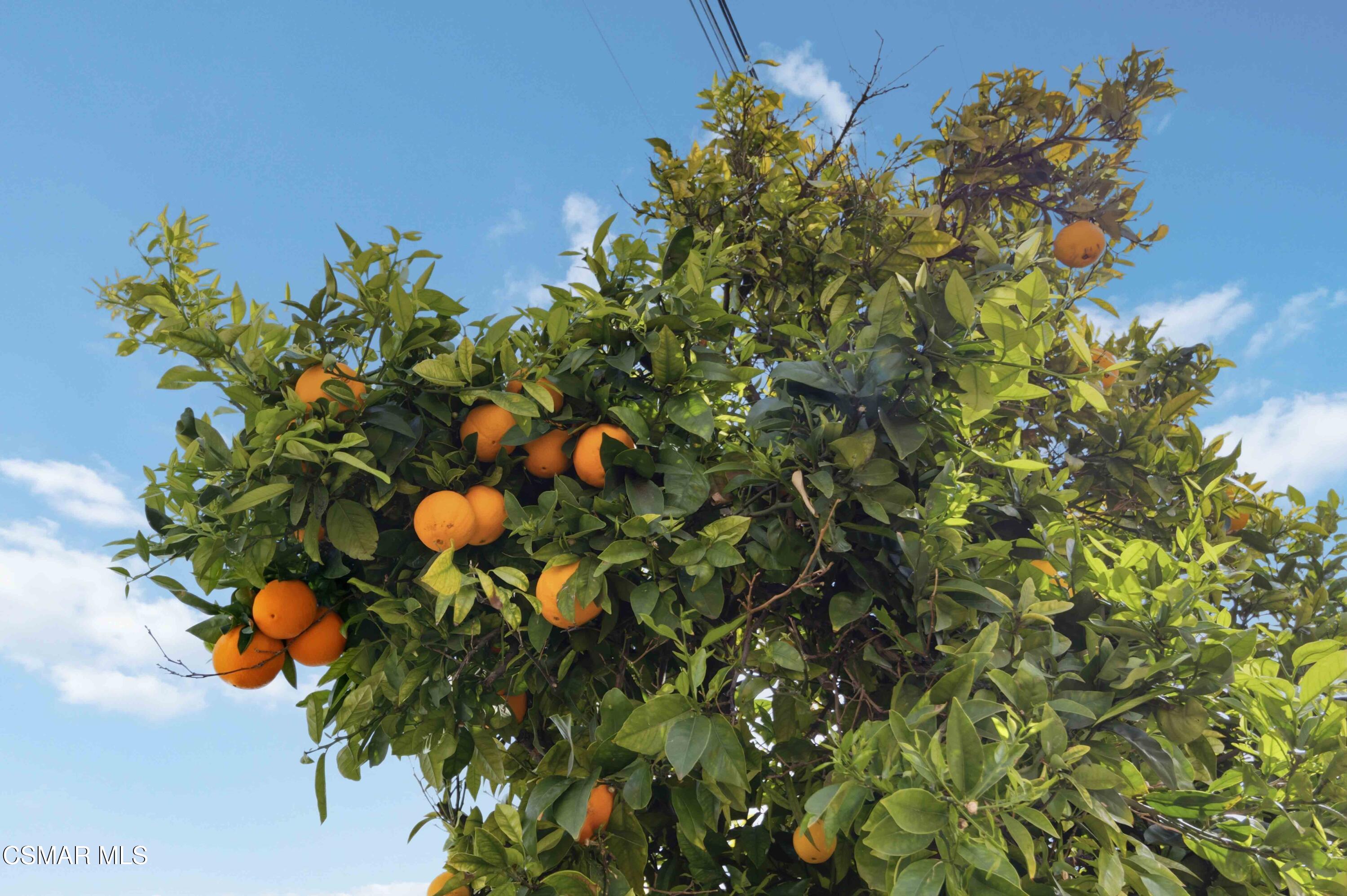 2034 Guerne Avenue Simi Valley, CA 93063 - Photo 31 of 45 049