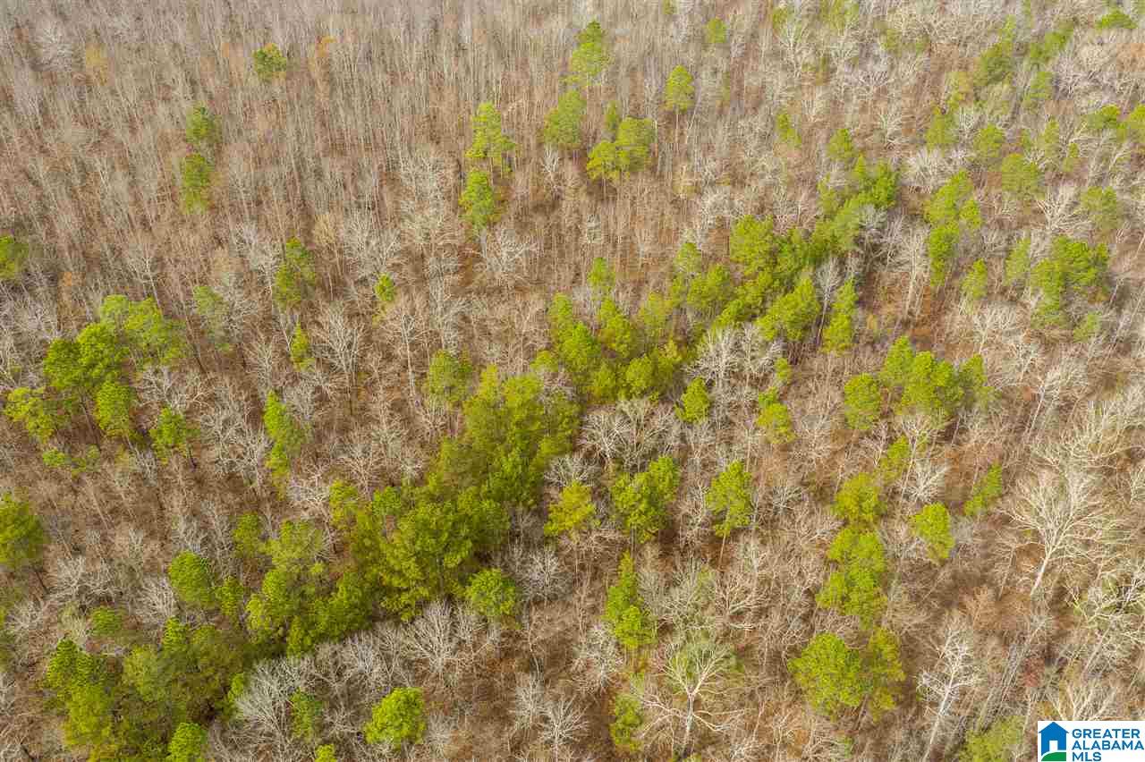 0 Constellation Avenue, Unit 1 Alpine, AL 35014 - Photo 33 of 34