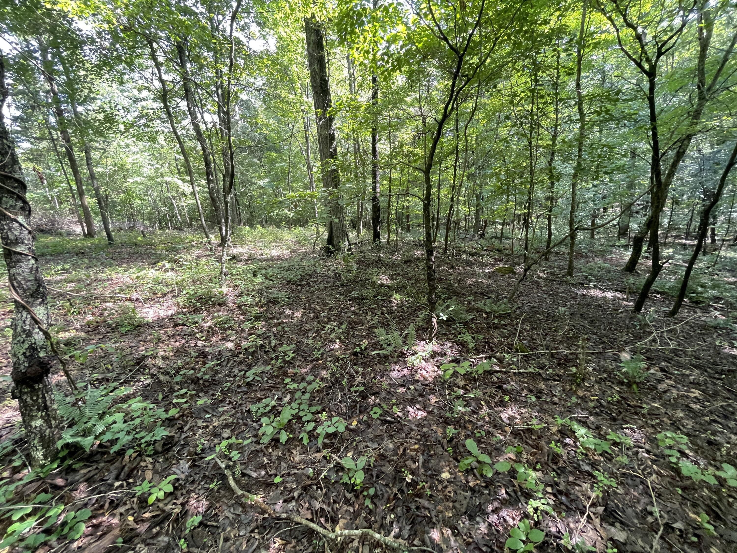 10974 Possum Trail Road Harrison, TN 37341 - Photo 11 of 11 E9F0B9E9-329E-4871-90C1-4F1F3E9D28E5