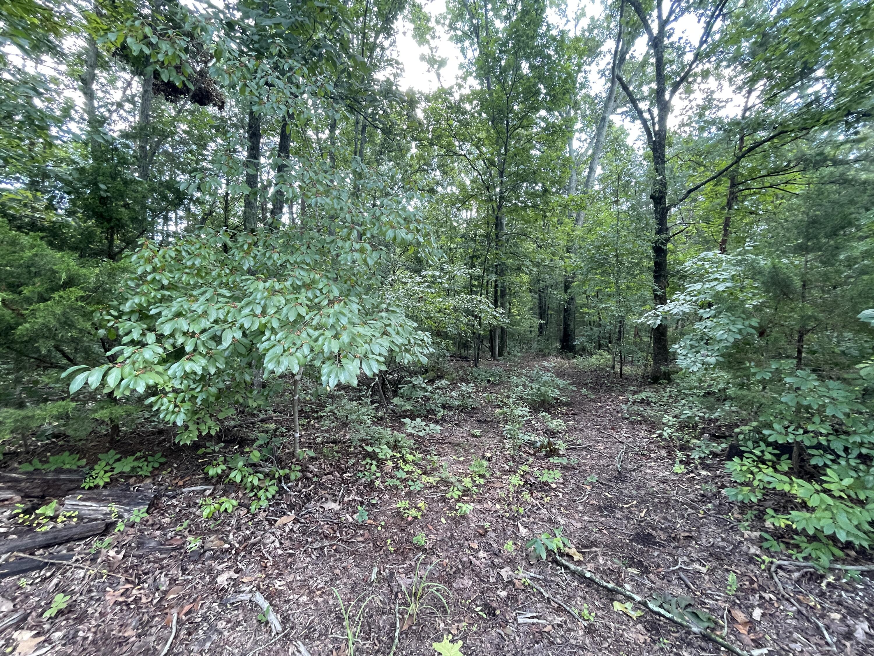 10974 Possum Trail Road Harrison, TN 37341 - Photo 5 of 11 B58F102B-EEF2-4741-8F64-6D169D8BDF91