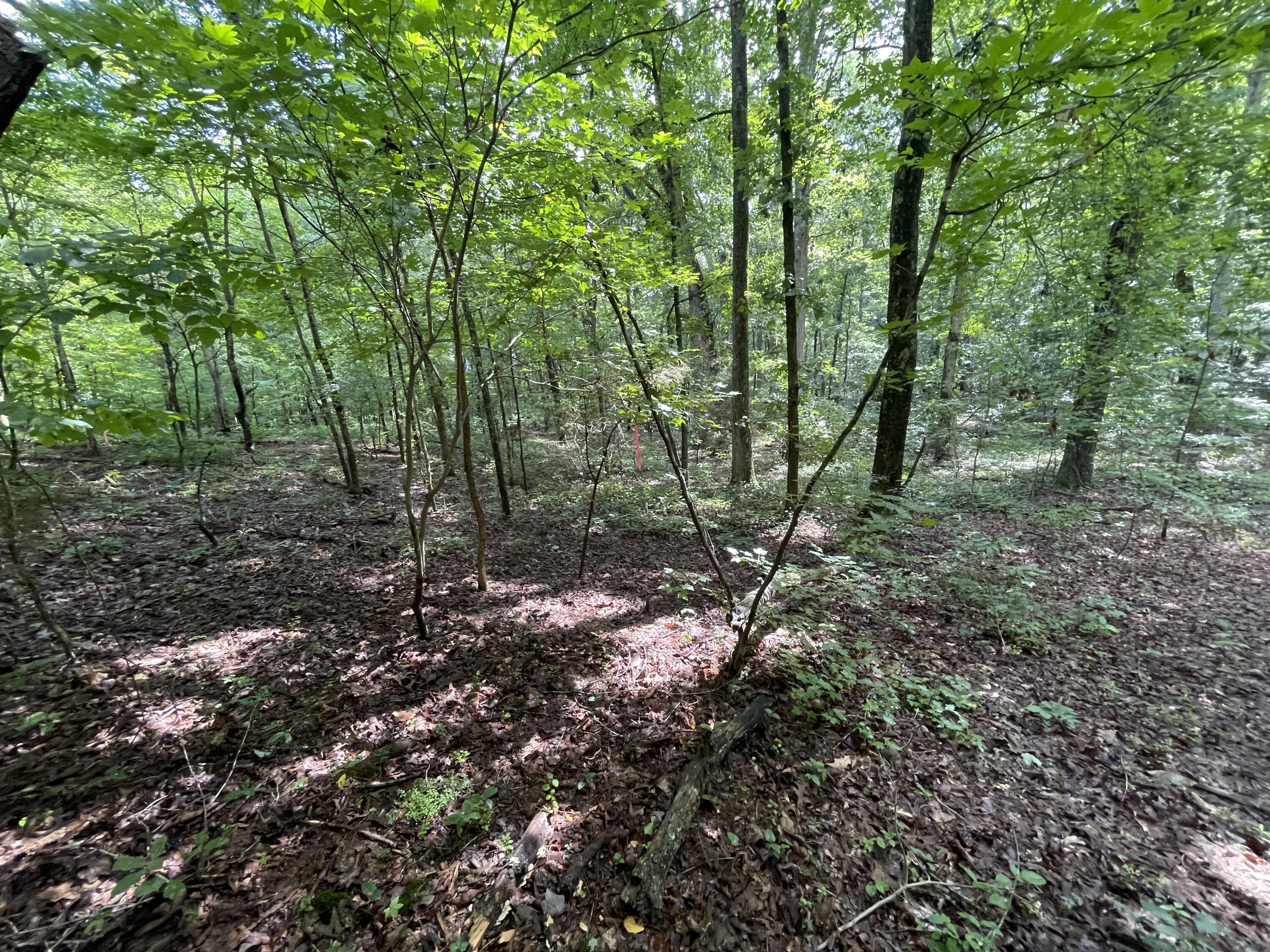 10974 Possum Trail Road Harrison, TN 37341 - Photo 7 of 11 EFFCFC24-A23C-4E2E-A241-BD73EBC923B6