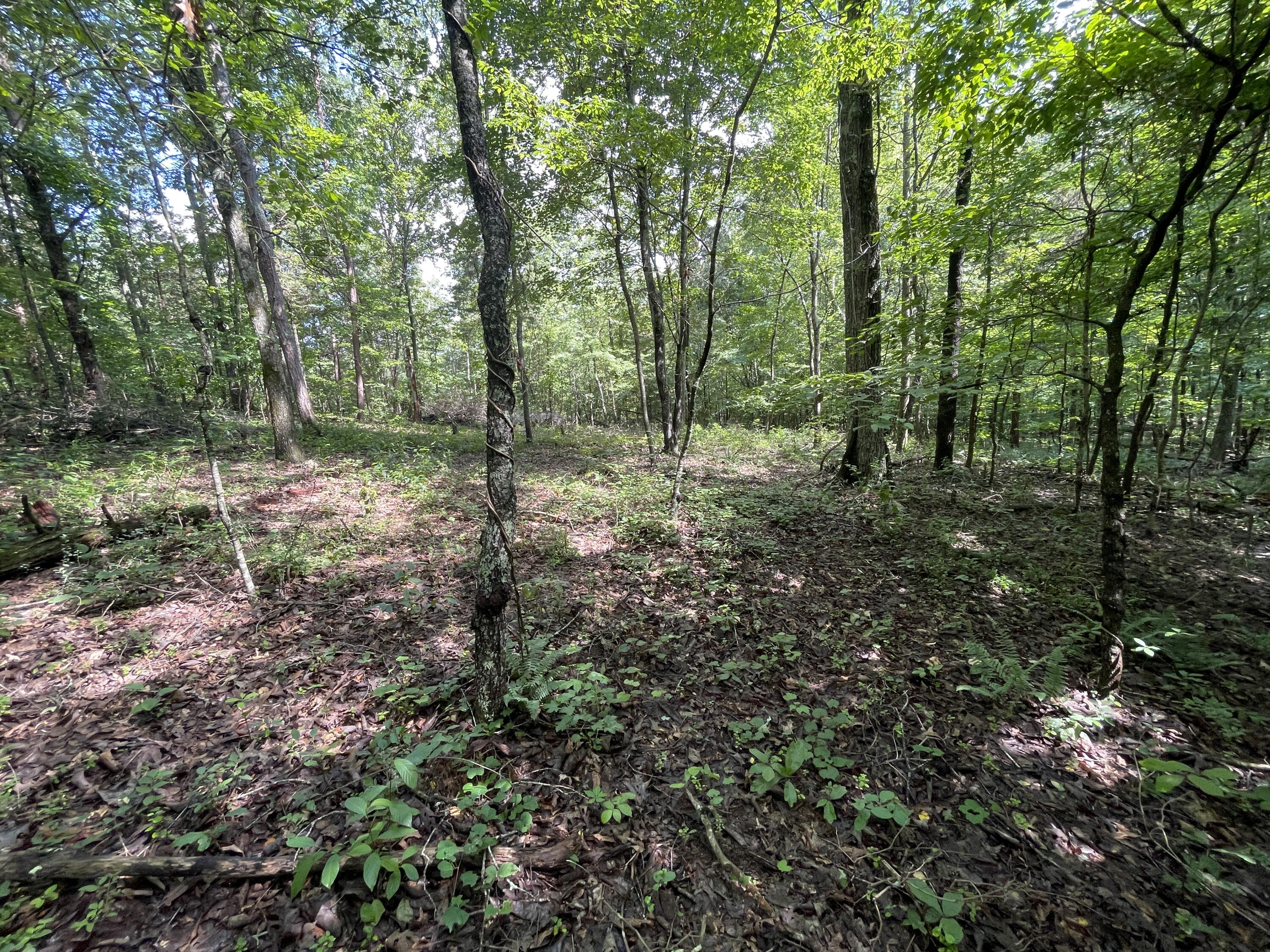 10974 Possum Trail Road Harrison, TN 37341 - Photo 10 of 11 C9308122-17A2-4A94-86A9-00E30518A3BC