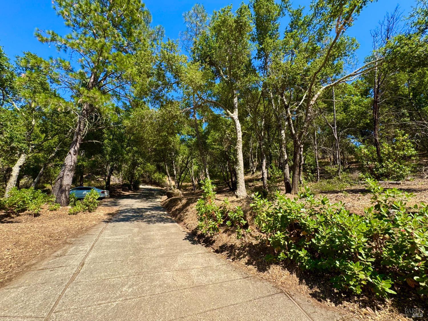 a view of garden with small trees