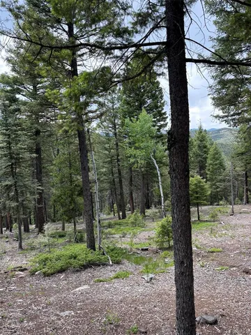 a view of a trees in a yard