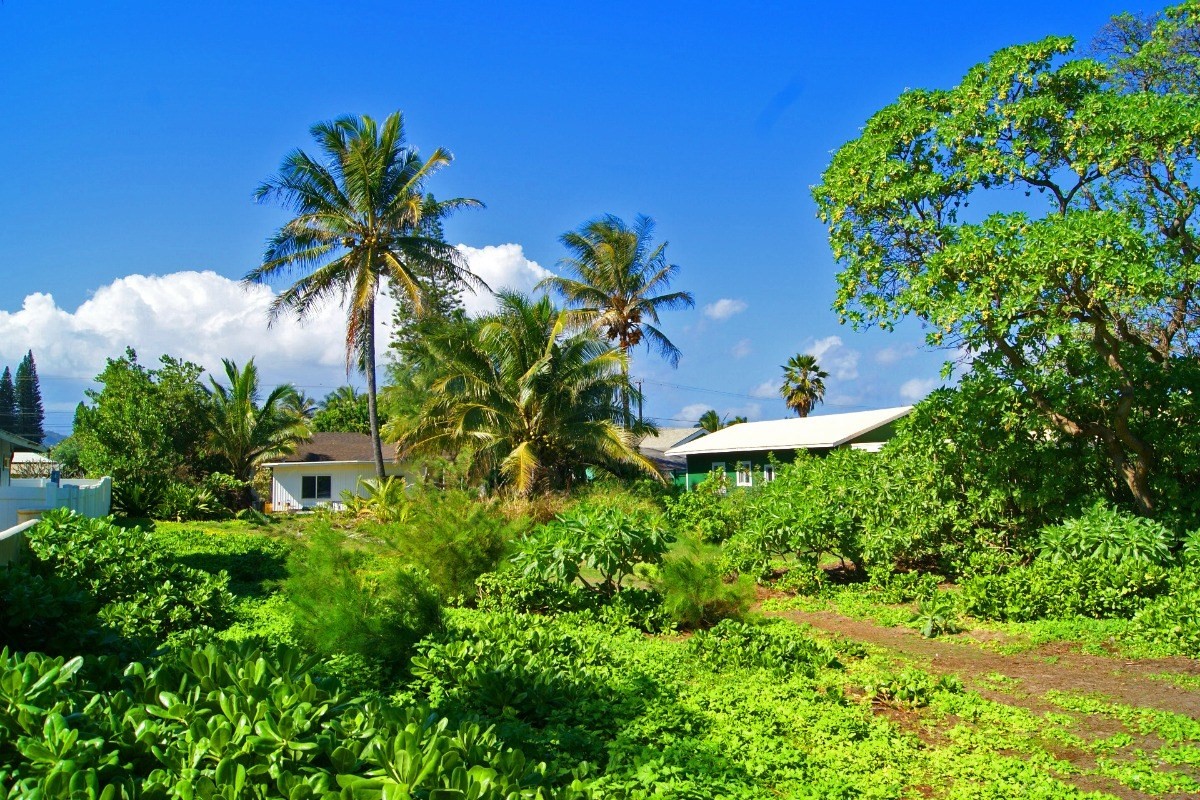 1025 Moanakai Road Kapaa, HI 96746 - Photo 7 of 20 a picture of plants