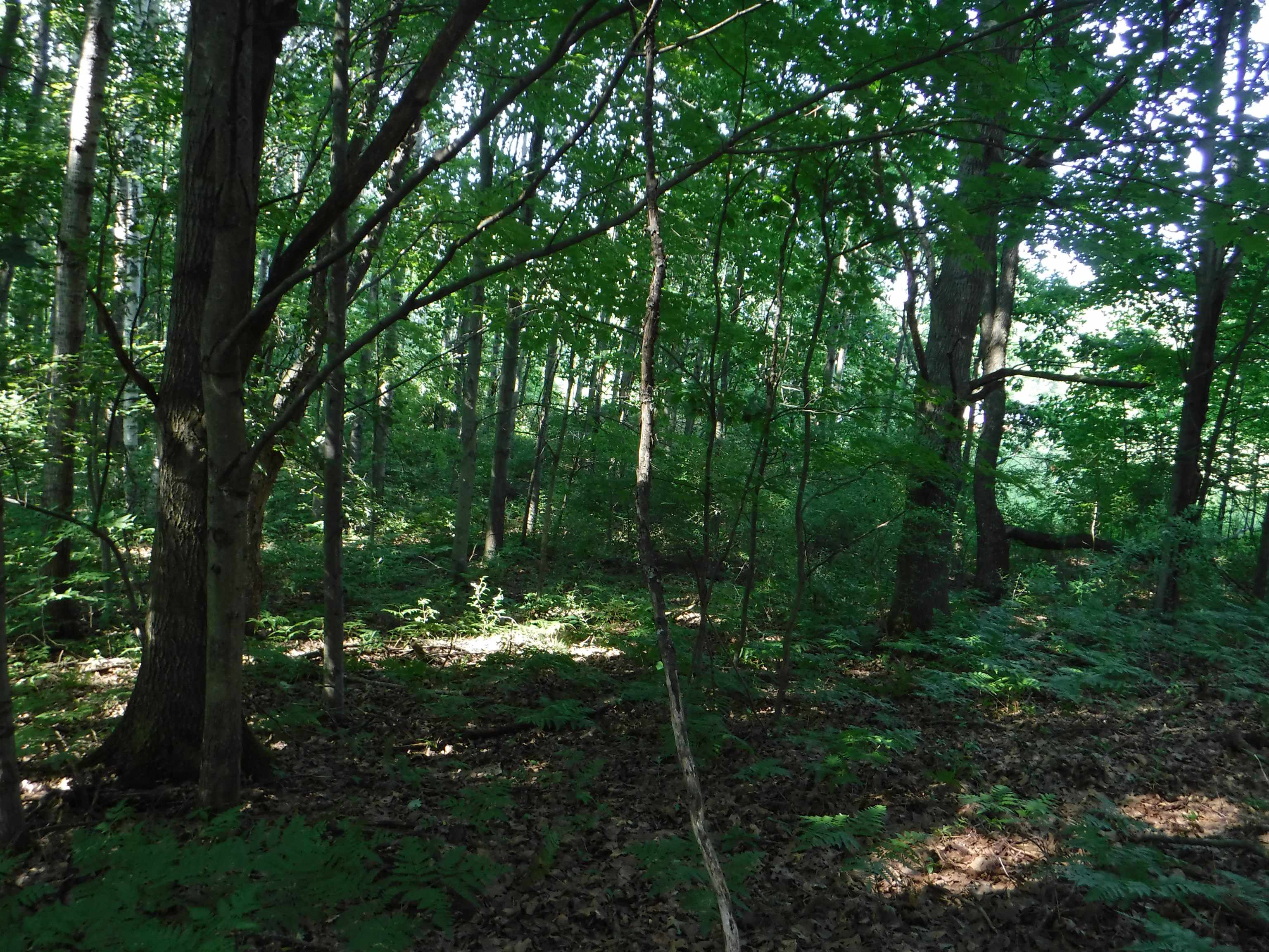 0 South Poor Farm Road Greenbush, MI 48738 - Photo 4 of 8