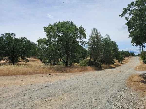 a view of dirt yard with a large tree