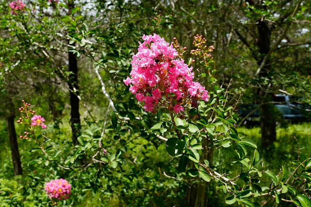a small yard that has a lot of flower plants