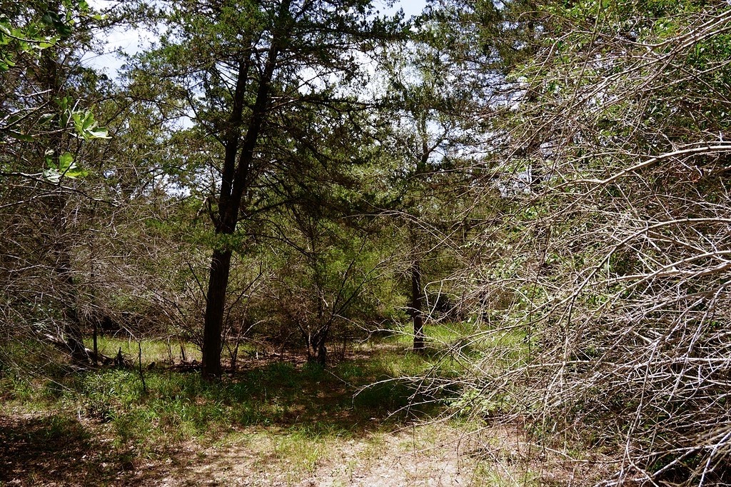 550 North Raymond Road La Grange, TX 78945 - Photo 20 of 28 a view of a forest with trees