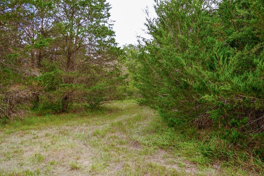 550 North Raymond Road La Grange, TX 78945 - Photo 25 of 28 a view of a yard with a tree