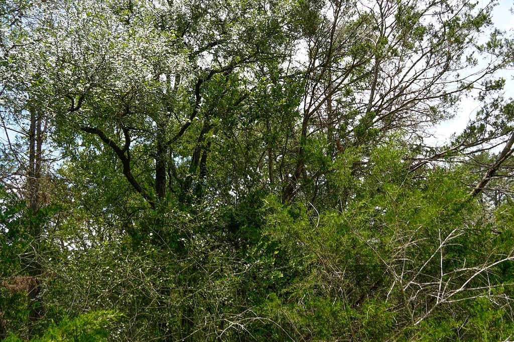 550 North Raymond Road La Grange, TX 78945 - Photo 8 of 28 a view of a lush green forest
