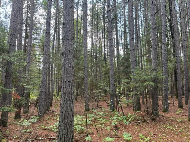 $750,000 | 8124 Virginia Ely Road, Babbitt, MN 55706