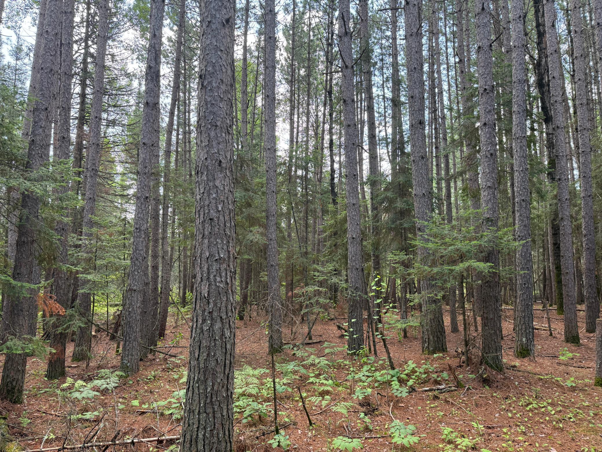 8124 Virginia Ely Road Babbitt, MN 55706 - Photo 86 of 104