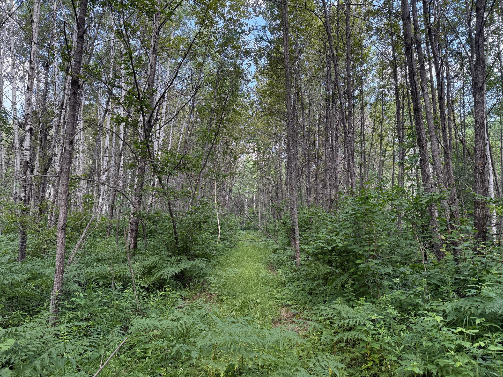 8124 Virginia Ely Road Babbitt, MN 55706 - Photo 94 of 104