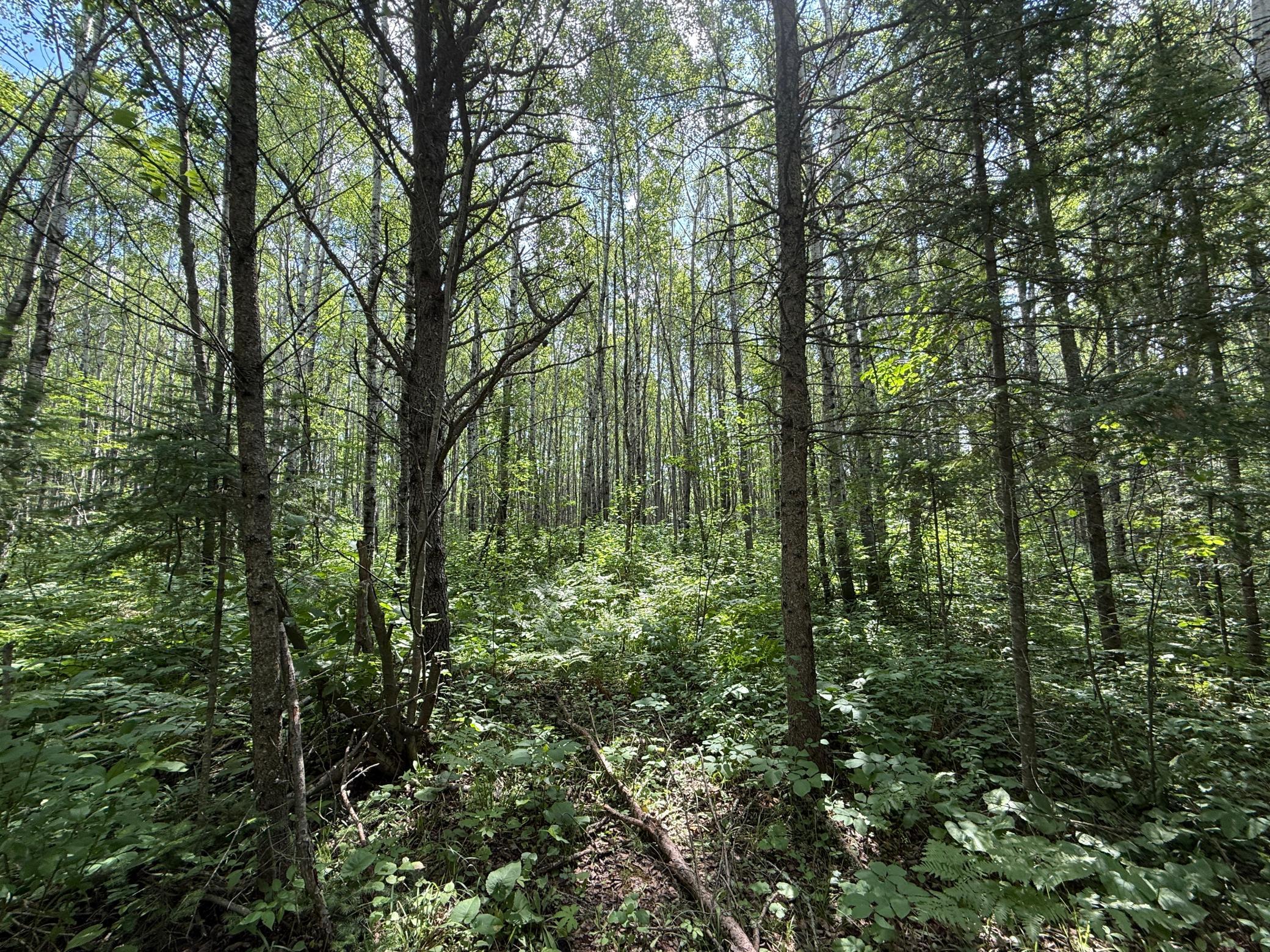 8124 Virginia Ely Road Babbitt, MN 55706 - Photo 96 of 104