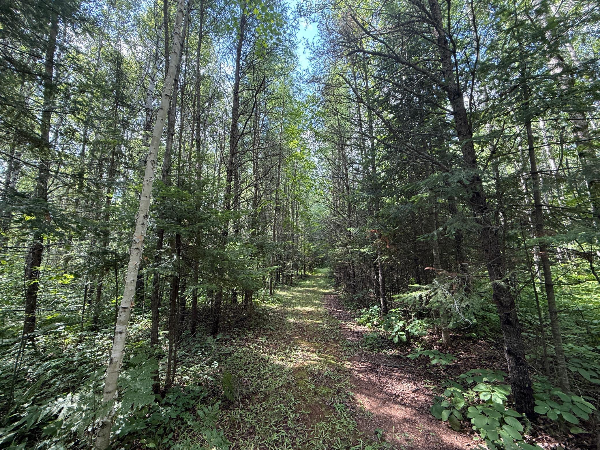 8124 Virginia Ely Road Babbitt, MN 55706 - Photo 97 of 104