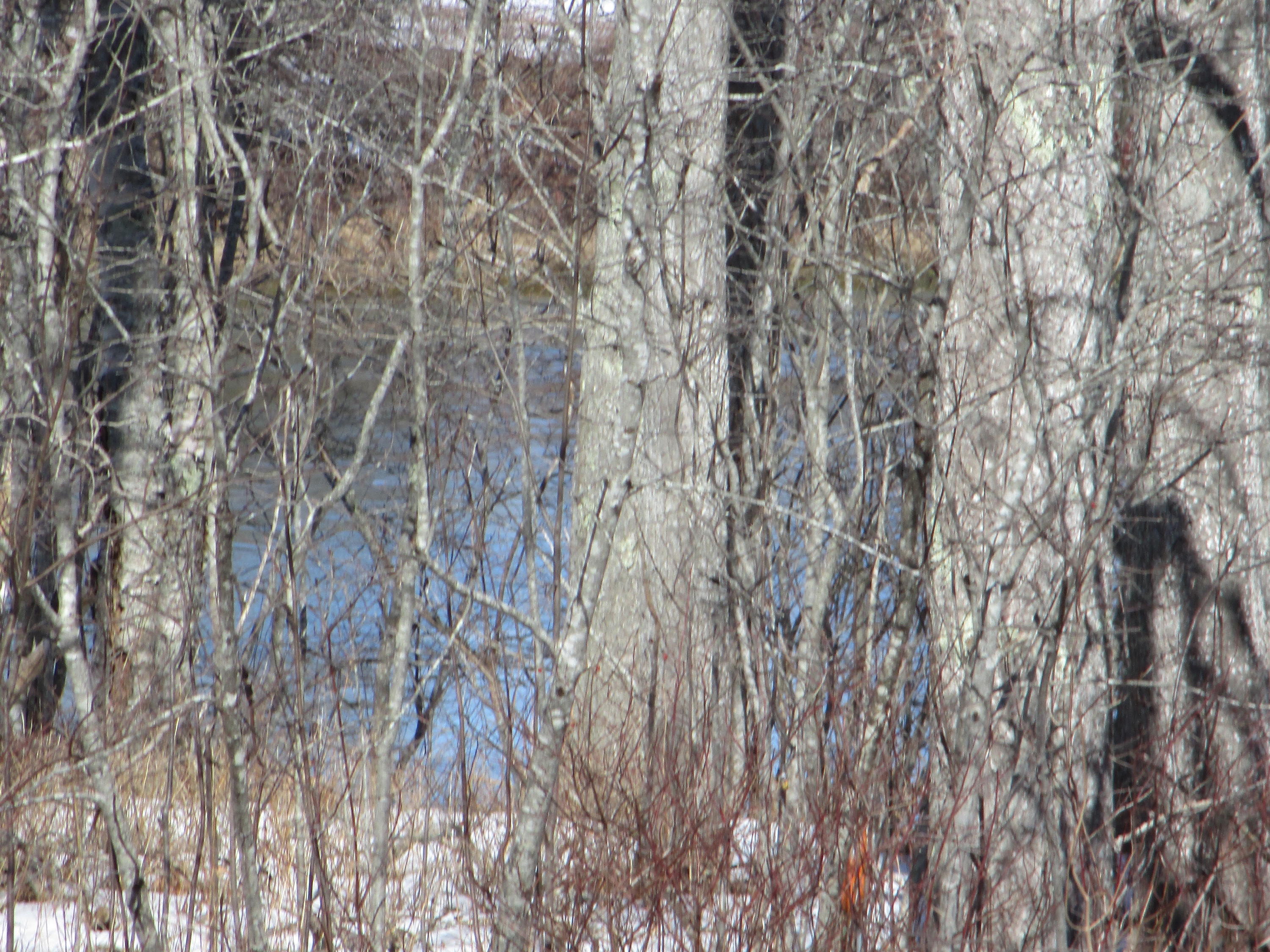 38 Hayden Point Road South Thomaston, ME 04858 - Photo 4 of 50 IMG_1310