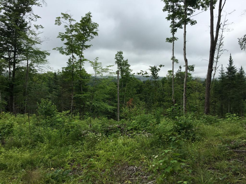 On Houston Hill Road Cabot, VT 05647 - Photo 2 of 4