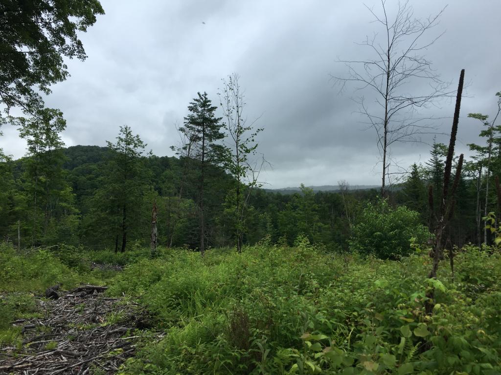 On Houston Hill Road Cabot, VT 05647 - Photo 4 of 4