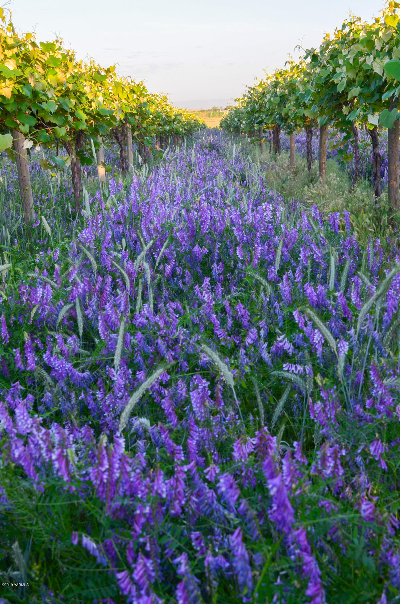 Nna Maple Grove Road, Unit 4 Sunnyside, WA 98944 - Photo 8 of 10 a picture of flowers