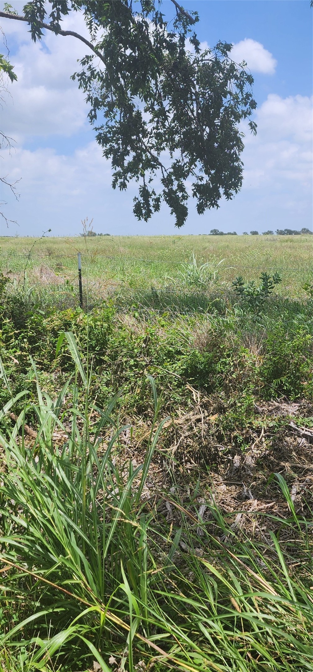 0 County Road 654 Thornton, TX 76687 - Photo 4 of 9 a view of a field with an trees