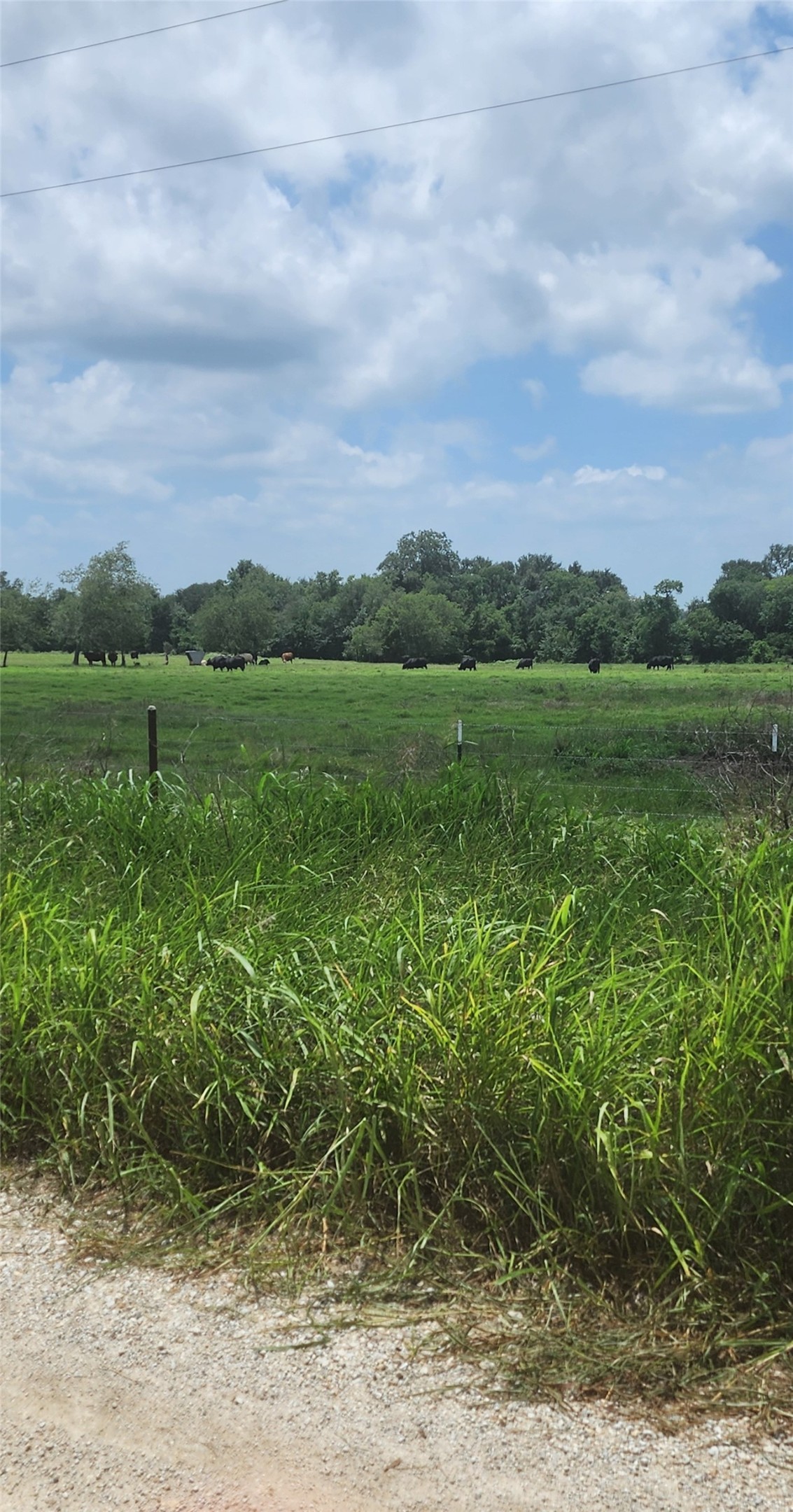 0 County Road 654 Thornton, TX 76687 - Photo 5 of 9 a view of a lush green outdoor space with lots of trees
