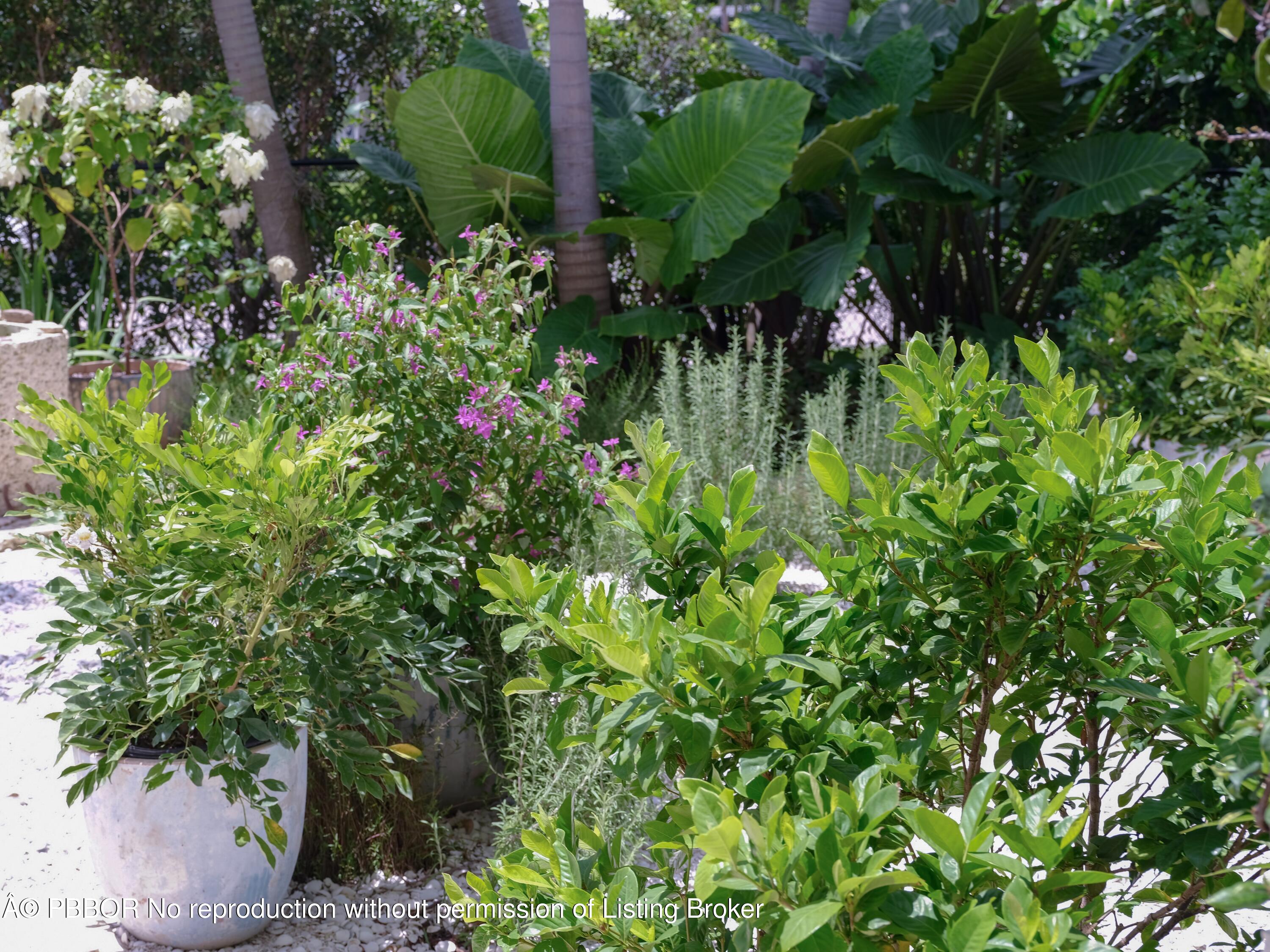 245 Edmor Road West Palm Beach, FL 33405 - Photo 31 of 33 2GREENERY copy