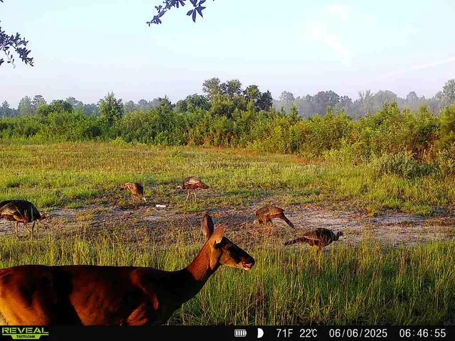 $1,299,000 | 5120 North Brewington Road, Alcolu, SC 29001