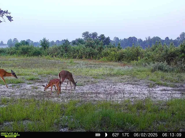 $1,299,000 | 5120 North Brewington Road, Alcolu, SC 29001