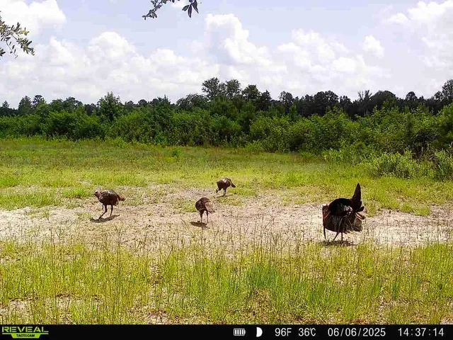 $1,299,000 | 5120 North Brewington Road, Alcolu, SC 29001