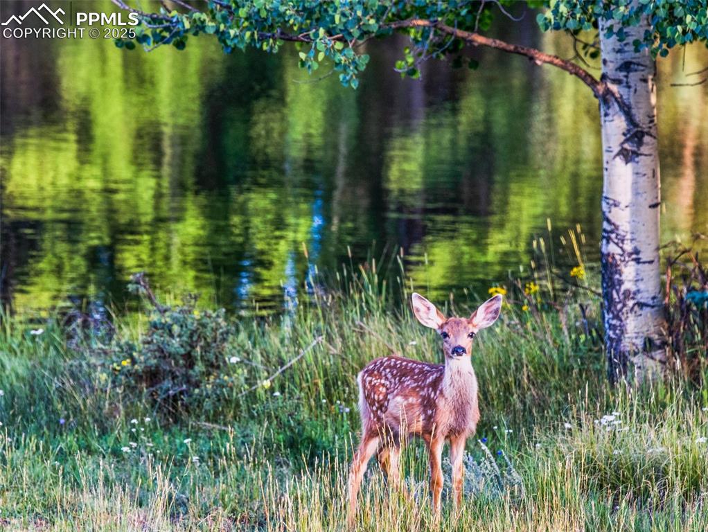 810 Ridge Road Divide, CO 80814 - Photo 22 of 26
